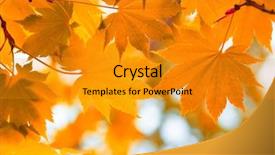 Presentation with multicolored autumn leaves orange yellow red - PPT layouts enhanced with autumn yellow leaves background and a  colored foreground