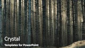  Presentation with pine forest - PPT layouts consisting of autumnal dense and tall trunk background and a dark gray colored foreground