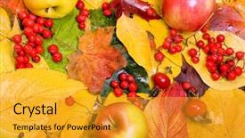  Presentation with fall leaves - PPT layouts consisting of autumnal fall leaves with apple background and a  colored foreground