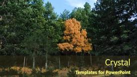 Presentation with pine trees - Theme having autumnal-oak-and-pine-trees background and a tawny brown colored foreground