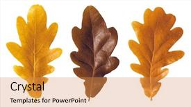  Presentation with oak - Beautiful PPT theme featuring autumnal oak leafs isolated backdrop and a gold colored foreground