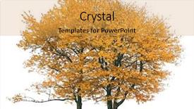  Presentation with trees - Audience pleasing presentation design consisting of autumnal trees isolated on white backdrop and a yellow colored foreground