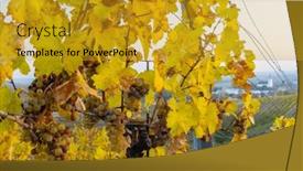  Presentation with vineyard - PPT layouts with autumnal-vineyard-with-unterretzbach-village background and a gold colored foreground