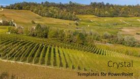  Presentation with vineyards - PPT layouts consisting of autumnal-vineyards-in-piedmont-italy background and a gold colored foreground