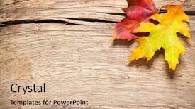  Presentation with autumn leaves - Presentation theme with autumn leaves over old wooden background and a  colored foreground