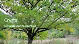  Presentation with oak tree - Colorful presentation design enhanced with autumnl - big green oak tree backdrop and a  colored foreground