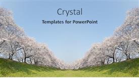  Presentation with avenue - Audience pleasing presentation theme consisting of avenue of the cherry tree backdrop and a light blue colored foreground