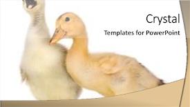  Presentation with cute duck - Beautiful presentation featuring avian - cute little newborn fluffy gosling backdrop and a white colored foreground