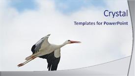  Presentation with flying - Slides featuring avian - flying stork on sky background background and a sky blue colored foreground