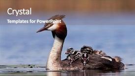  Presentation with chicks - Amazing slides having avian - great grebe with chicks backdrop and a tawny brown colored foreground