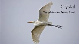  Presentation with grey black white brick - Beautiful theme featuring avian - great white egret flying backdrop and a light gray colored foreground