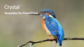  Presentation with alcedo - Colorful PPT theme enhanced with avian - kingfisher alcedo atthis in natural backdrop and a gray colored foreground