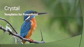  Presentation with alcedo - PPT theme consisting of avian - kingfisher alcedo atthis in natural background and a violet colored foreground