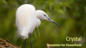  Presentation with prayer watches - Slide deck having avian - little egret patiently watches background and a tawny brown colored foreground