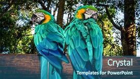  Presentation with bird - Presentation having avian - photo of a south african background and a ocean colored foreground