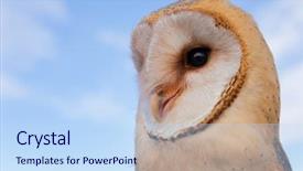  Presentation with heart - Slide deck featuring avian - portrait of white owl background and a sky blue colored foreground