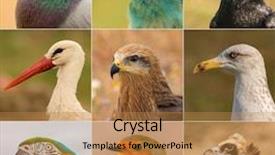  Presentation with birds - Theme having avian - portraits of different birds background and a coral colored foreground