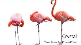  Presentation with flamingo - PPT theme having avian - three flamingo birds isolated background and a white colored foreground