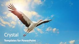  Presentation with sky sun - Slide deck with avian - white stork flying background and a light blue colored foreground