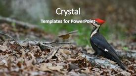  Presentation with forest - Presentation featuring avian - woodpecker in the forest background and a tawny brown colored foreground