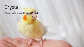  Presentation with teal and yellow music - Presentation theme having avian - yellow cockatiel on female hand background and a light gray colored foreground