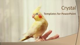  Presentation with turquoise and yellow - Slide deck featuring avian - yellow cockatiel on female hand background and a soft green colored foreground