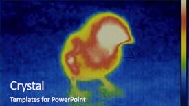  Presentation with imaging - PPT layouts featuring avian virus - bird flu disease inspection background and a navy blue colored foreground