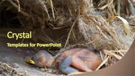  Presentation with chick - PPT theme enhanced with avian virus - just hatched chick in its background and a tawny brown colored foreground