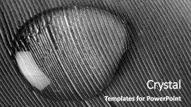  Presentation with water droplet - PPT theme enhanced with avian virus - water droplet on a feather background and a dark gray colored foreground