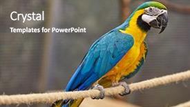  Presentation with blue gold - Presentation theme enhanced with aviary - blue and gold macaw background and a gray colored foreground