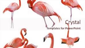  Presentation with octopus on isolated white - Audience pleasing PPT theme consisting of aviary - collection of beautiful flamingos isolated backdrop and a sky blue colored foreground