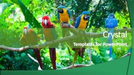  Presentation with red blue - Audience pleasing presentation consisting of aviary - colorful red and blue macaw backdrop and a seafoam green colored foreground