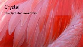  Presentation with flamingo - Slide set having aviary - feather of a flamingo bird background and a coral colored foreground