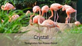  Presentation with flamingo - Colorful slide deck enhanced with aviary - flamingo family at riverside backdrop and a coral colored foreground