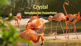  Presentation with pollutan water - Amazing slide set having aviary - group of pink flamingos near backdrop and a tawny brown colored foreground