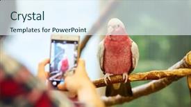  Presentation with parrot - Presentation design having aviary - taking a picture background and a sky blue colored foreground
