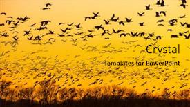  Presentation with migration - Slide set consisting of aviation free - northward sandhill crane migration background and a gold colored foreground