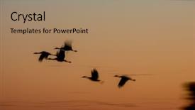  Presentation with migration - Slides having aviation free - northward sandhill crane migration background and a coral colored foreground