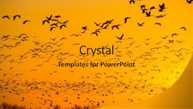  Presentation with migration - Amazing PPT layouts having aviation free - northward sandhill crane migration backdrop and a gray colored foreground