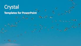  Presentation with migration - Audience pleasing theme consisting of aviation free - northward sandhill crane migration backdrop and a gray colored foreground