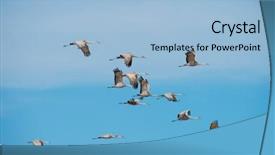  Presentation with migration - PPT layouts featuring aviation free - northward sandhill crane migration background and a light blue colored foreground