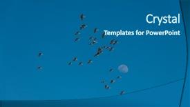  Presentation with migration - Cool new slides with aviation free - northward sandhill crane migration backdrop and a gray colored foreground