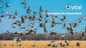 Presentation with migration - Theme enhanced with aviation free - northward sandhill crane migration background and a teal colored foreground