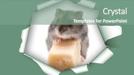  Presentation with heat - PPT theme consisting of avid - mouse and cheese in heat background and a seafoam green colored foreground