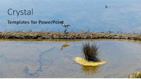  Presentation with marsh - Presentation design featuring avocet-wild-birds-in-marsh background and a light blue colored foreground