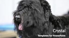  Presentation with black - Colorful PPT theme enhanced with awards show - close up view of cute backdrop and a dark gray colored foreground