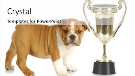  Presentation with english bulldog - Slides consisting of awards show - puppy with trophy -english bulldog background and a white colored foreground
