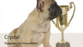  Presentation with awards show - Amazing theme having awards show - winning dog - french bulldog backdrop and a coral colored foreground