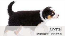  Presentation with old dog - PPT theme featuring 2 months old looking away background and a light gray colored foreground