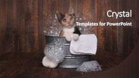  Presentation with kitten - PPT theme consisting of awe - cute kitten in washtub getting background and a tawny brown colored foreground